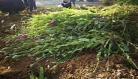 花和草怎样弄成画