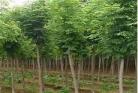 树种类大全图片