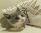 动物猫搞笑图片