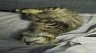 猫咪为什么会轻轻咬主人的手