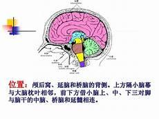 脑部位置结构图