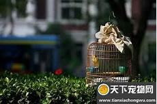 画眉鸟公母在家怎么养