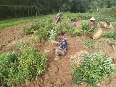 种植什么东西最赚钱农村