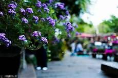 《路尽繁花》