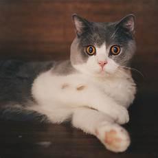 最可爱的小猫咪怎么画