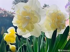 心中最美的花朵作文800字