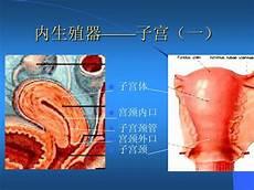 女性腹部结构图