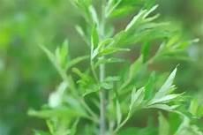 种植艾草的利润如何
